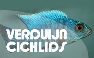 Aquariumspeciaalzaak Verduijn Cichlids is gespecialiseerd in Cichliden en tropische siervissen